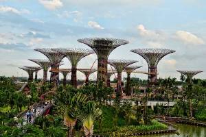 Supertrees-of-Singapore-7